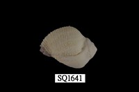 藏品(紫口珊瑚螺)的圖片